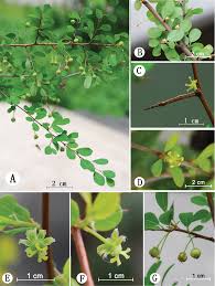 Image result for Flueggea