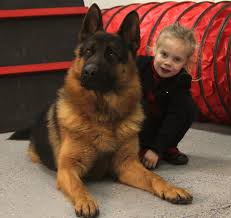 German shepherd dogs are sometimes affectionately known as german shedders. Go Ahead I Dare You Mess With Her Lol I Just Love Their Protective Instincts 3 German Shepherd Dogs German Shepherd Puppies Animals For Kids
