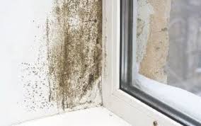 This means that the company is able to draw from a wide vorstellungsgespräch absolviert im okt 2020 bei black diamond termite and pest control (jeffersonville, in). Water Damage Restoration And Mold Remediation By Black Diamond Pest Control In Jeffersonville In Alignable