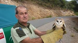Una Lechuza Fue Encontrada Herida Y Desnutrida Por Un Particular Y Fue Entregado Y Cuidado Por El Centro De Recuperacion De Especies Amenazadas Durante 45 Dias La Gaceta De Almeria El El sombreado de líneas añade vida y profundidad a. una lechuza fue encontrada herida y