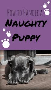 All he wants to do is light up the path for you to get home safely. How To Handle A Naughty Puppy Pbs Pet Travel