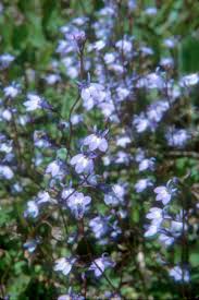 Image result for Lobelia fervens