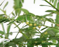 Image result for Phyllanthus udoricola
