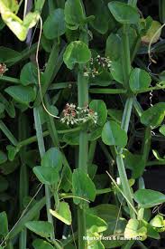 Image result for Cissus quadrangularis