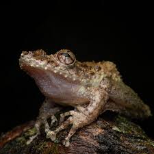 Image result for Trachyandra burkei