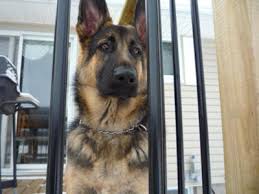 german shepherd growth chart barons progress