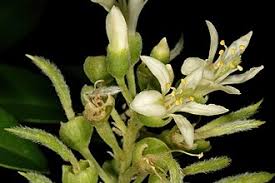 Image result for Xanthocercis zambesiaca