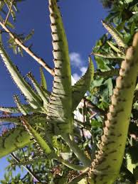 Image result for Kalanchoe daigremontiana
