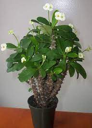 Crown Of Thorns Crown Of Thorns Plant Plants Easy Plants
