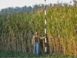 1 m² aus, daher auch die faustzahl von einem rhizom pro quadratmeter. Miscanthus Miscanthus X Giganteus For Biofuel Production Farm Energy