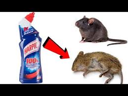 Maybe you would like to learn more about one of these? Harpic Magic Kill Rats Within 10 Minutes Home Remedy Mr Maker Youtube Harpic Home Remedies Remedies