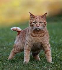 Helga Marie Adli Kullanicinin Kedi Kedi Miyav Dedi Panosundaki Pin Evcil Hayvanlar Hayvanlar Kedi