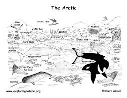 Learn about reptiles with this free printable reptiles coloring book. Arctic Habitat Coloring Page