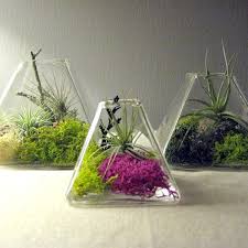 Check spelling or type a new query. 51 Most Amazing Air Plant Display Ideas Balcony Garden Web