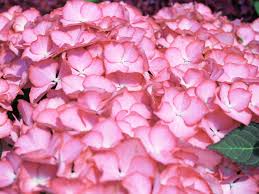 September 11, 2020 by thomas. Kleinwuchsige Hortensie Preziosa Hydrangea Serrata Preziosa Baumschule Horstmann