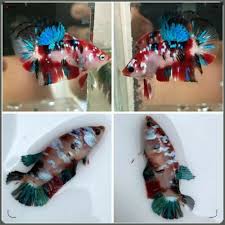 Koi Galaxy Betta Fish Pair Free Ship Betta Koi Betta Betta Fish