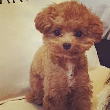 いつまでも赤ちゃん顏 ボサボサのナチュラル派と トリミング後のさっぱりお目目ぱっちり派 どっちがかわゆいのかなぁ トリミングは1カ月は持たないね マズル短い子ラブ 久々はだか 笑 おちびのお顔を見たとき運命感じた