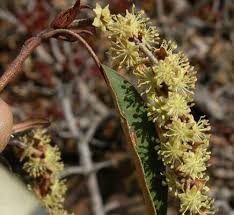 Image result for Croton gratissimus