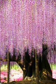 Check spelling or type a new query. 50 Resilience Ideas Willow Tree Weeping Willow Tree