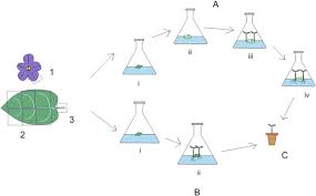 Maybe you would like to learn more about one of these? In Vitro Propagation Of African Violet A Review Sciencedirect
