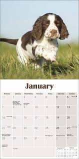 The current median price of english springer spaniels in ohio is $1,450.00. English Springer Spaniel Puppies M 2019 Mini Square Amazon De Bucher