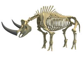 Rhino Rhinoceros Skeleton Rhinoceros Rhino Rhino 3d