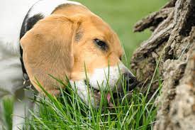 Why Is My Dog Eating Grass The Real Reason