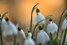 Image result for ghiocel