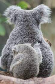 yeah that s nice susseste haustiere susse tiere tiere hund