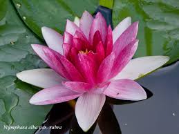 Scarica e usa 10.000+ foto di archivio di fiore acquatico gratuitamente. Liliumaquae It Vivaio Di Piante Acquatiche Ninfee Fior Di Loto Hemerocallis Iris