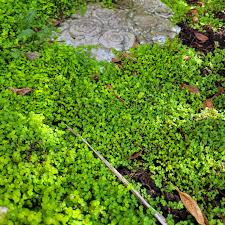 Image result for Soleirolia