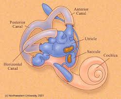 The epley maneuver was first described in 1980 by dr. Otoliths After Bppv Maneuvers
