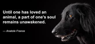 Monday, we join hands, hearts and souls across the land as one large extended family to pray for our sick and dying pets and to pay tribute to our furbabies who have gone ahead to rainbow bridge. Condolences Sympathy Messages 250 Examples