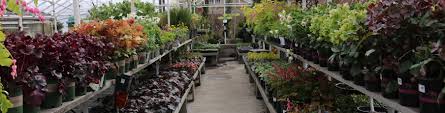 I went in october and i cannot even imagine how amazing it would look in the summer with flowers every where!!! Perennial Flowers Plants Denver