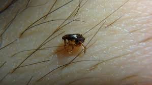 Flea infestations often come from a pet dog or cat. Five Flea Myths That Aren T Quite True Opc Pest Services