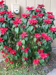 I Planted These Poinsettias A Couple Of Years Ago After Using The Small Plants For Decoration In The House Poinsettia Plant Plants Small Plants