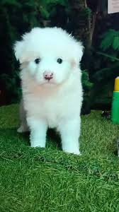 Check spelling or type a new query. Anjali Pet Shop Home Facebook