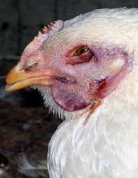13 Common Chicken Diseases You Should Know And How To Treat