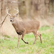 Steps to apply for a missouri learner's permit. Deer Missouri Department Of Conservation