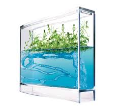 Ecosystem Ant Farm Ants Shipped Now Or Later Nature Gift Store Ant Farms Ants Ant Habitat