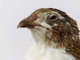 Quail Bildircin Animal Kus Doga Bildircin Quail Civciv Bildircin Kus Vine