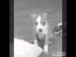 Snoopy Nin Buyume Evresi Youtube