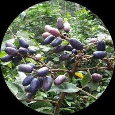 Image result for Canarium schweinfurthii