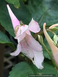 Image result for Impatiens gomphophylla