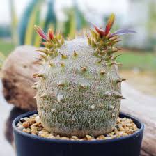 Image result for Pachypodium