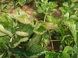 Image result for květopas jahodníkový