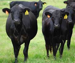 Black Angus Calves For Sale Near Me Pin By Wanda Beavers On Cows And Calves Cow Cattle Cattle For Sale