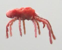 Image result for Trombicula autumnalis