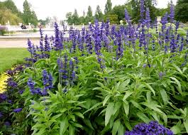 Di questa stessa famiglia fanno parte altre più conosciute come pomodori, melanzana, peperoni, patate. La Salvia Speciali Coltivare Salvia