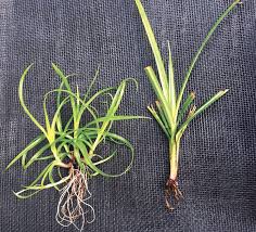 Image result for Kyllinga odorata